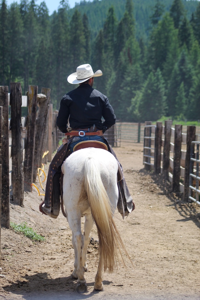 Horses ready for work
