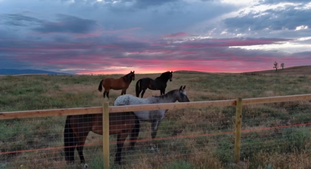 Story House Land & Livestock