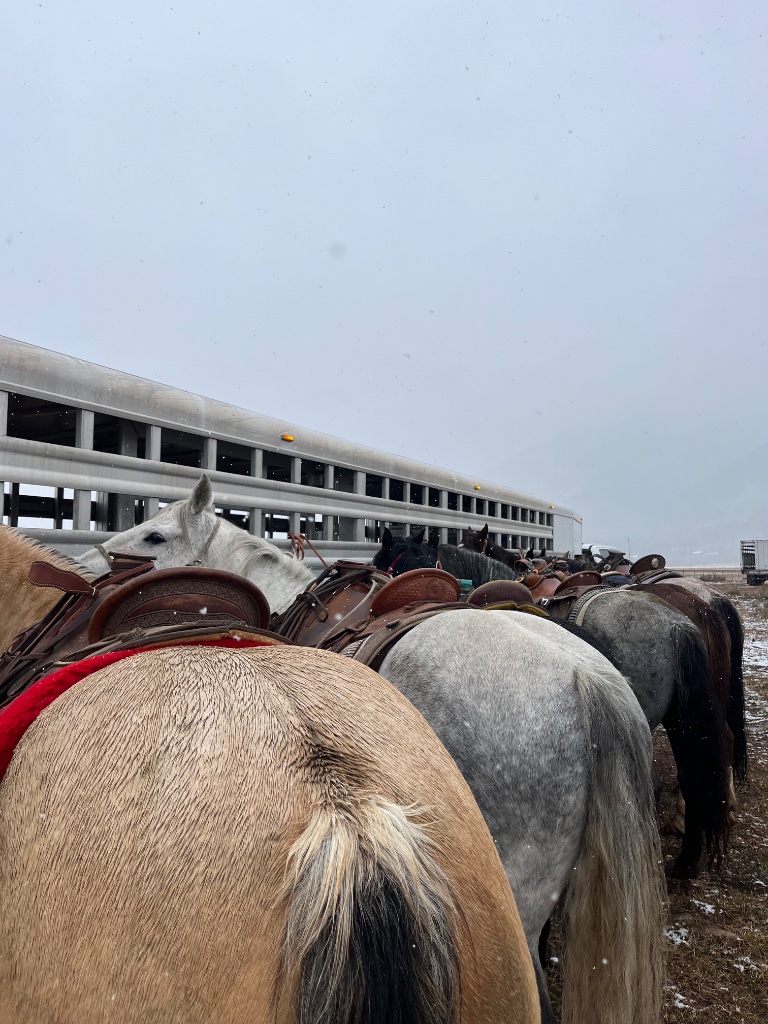 Working corral system