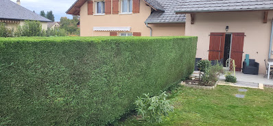 Taille de haie massive