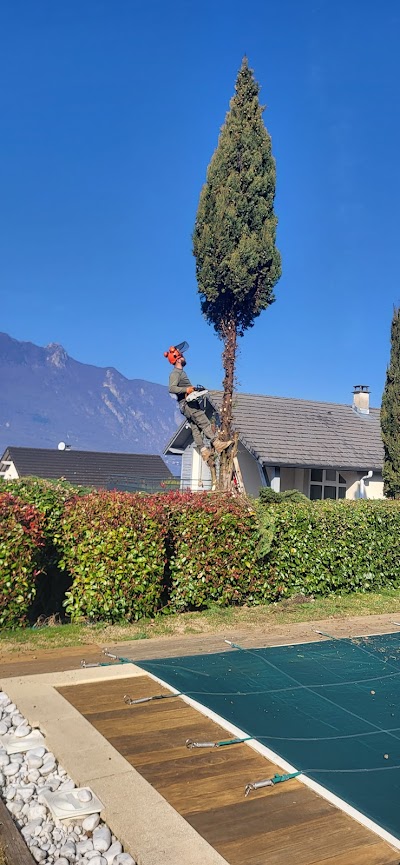 Élagage cyprès