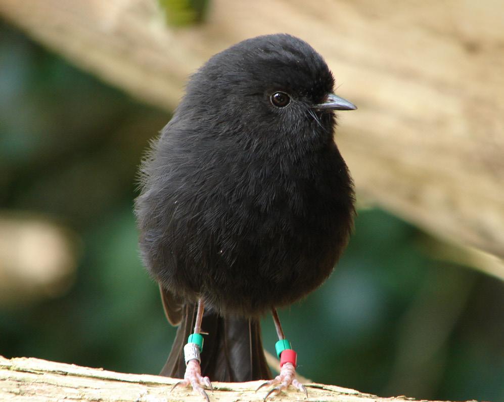 Native New Zealand bird in forest - Forest and Bird conservation partnership