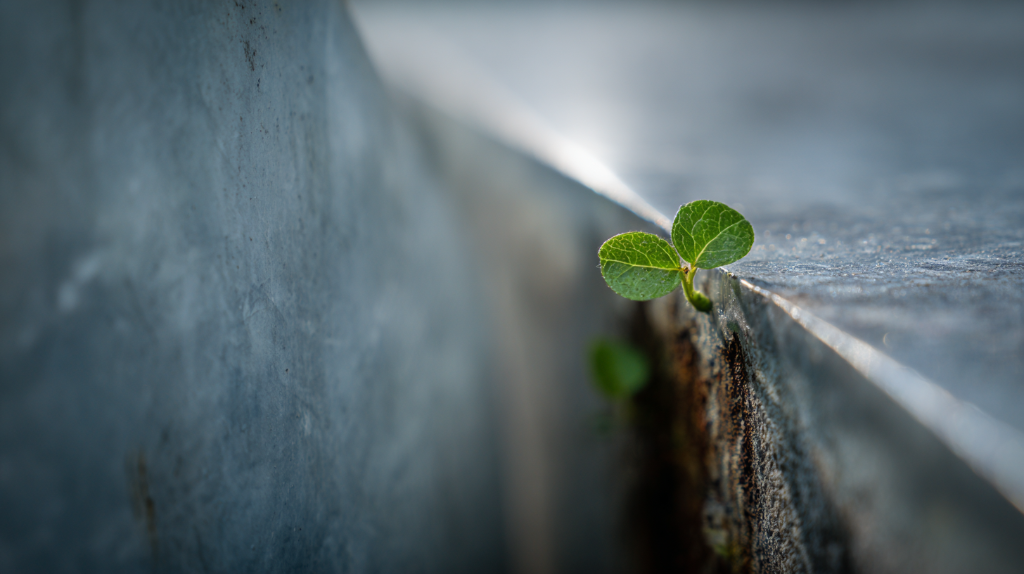 Resilience — life thriving within structure