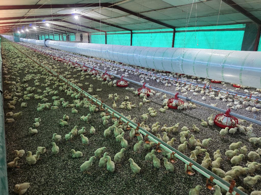Broiler House Interior