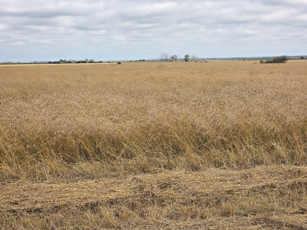 Grain Farming