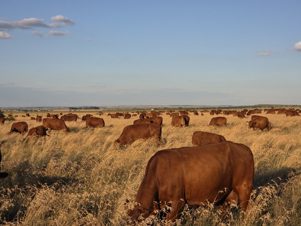 Livestock
