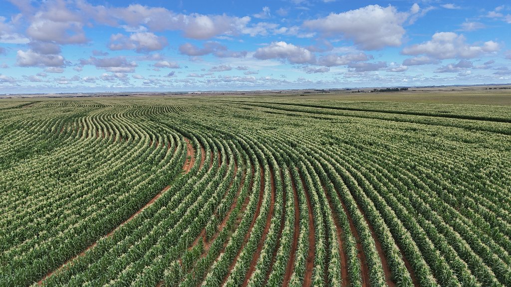 Dryland Crops