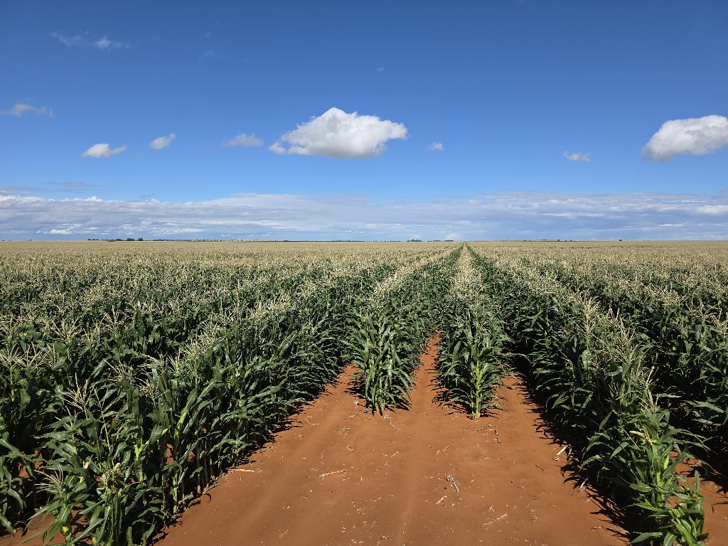 Maize Farming