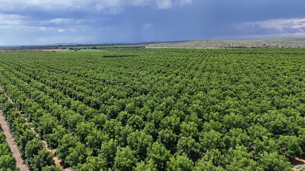 Citrus Orchards