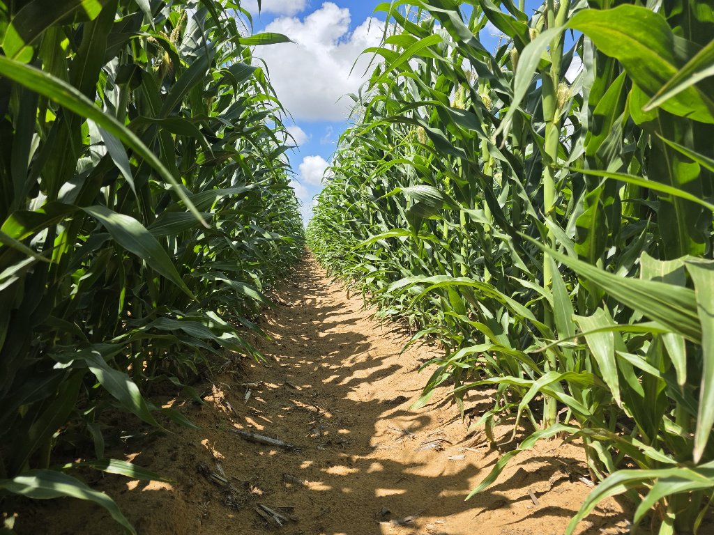 Maize Crops