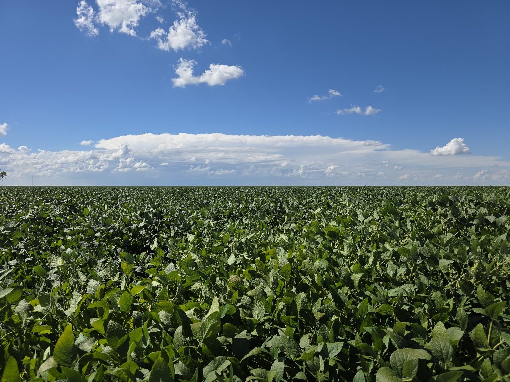 Soybean Farms