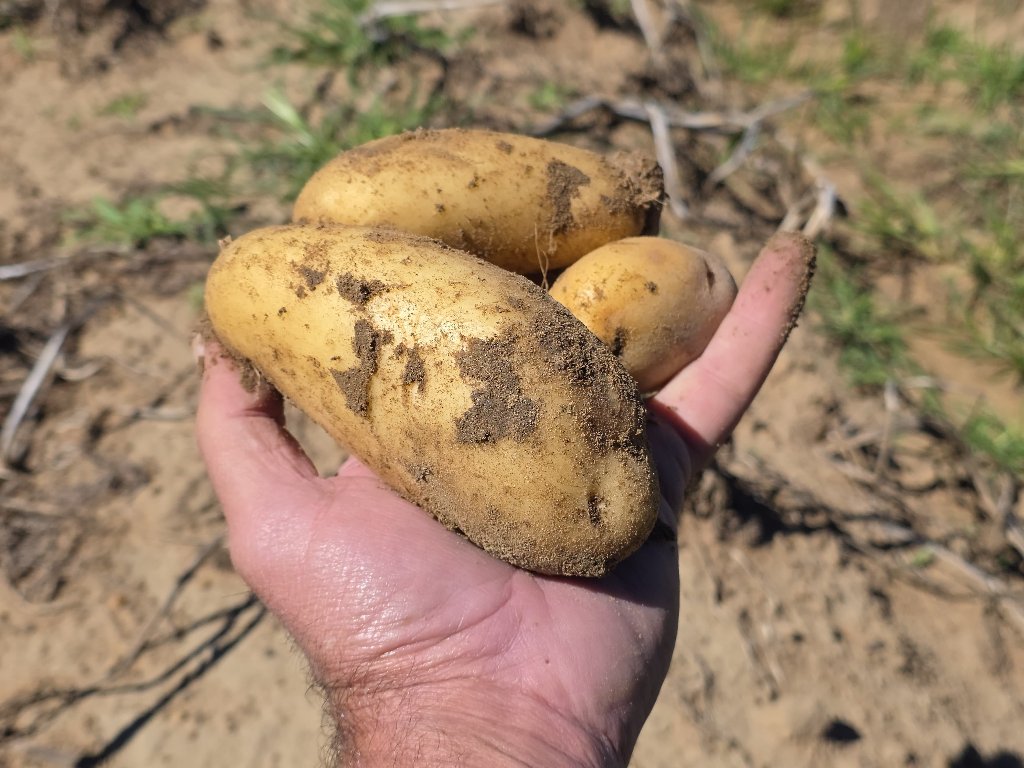 Potato Production