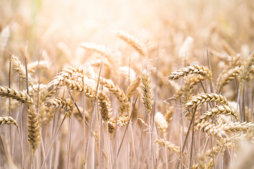 Golden wheat field in Northern Alberta
