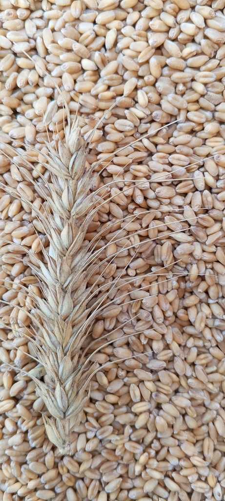 Wheat grains up close