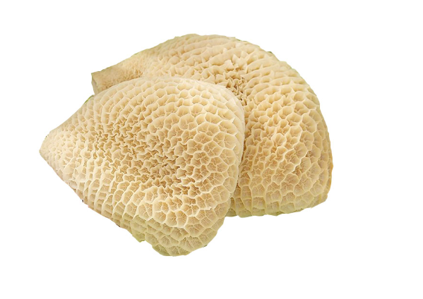 Halal Honeycomb Tripe