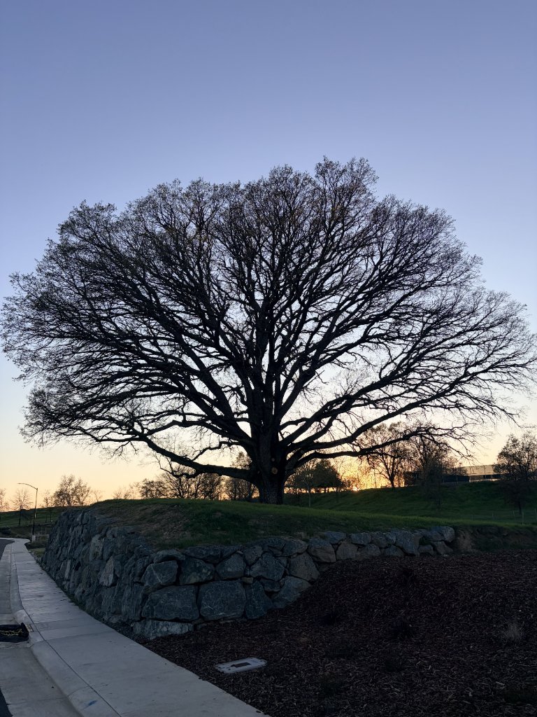 Tree silhouette