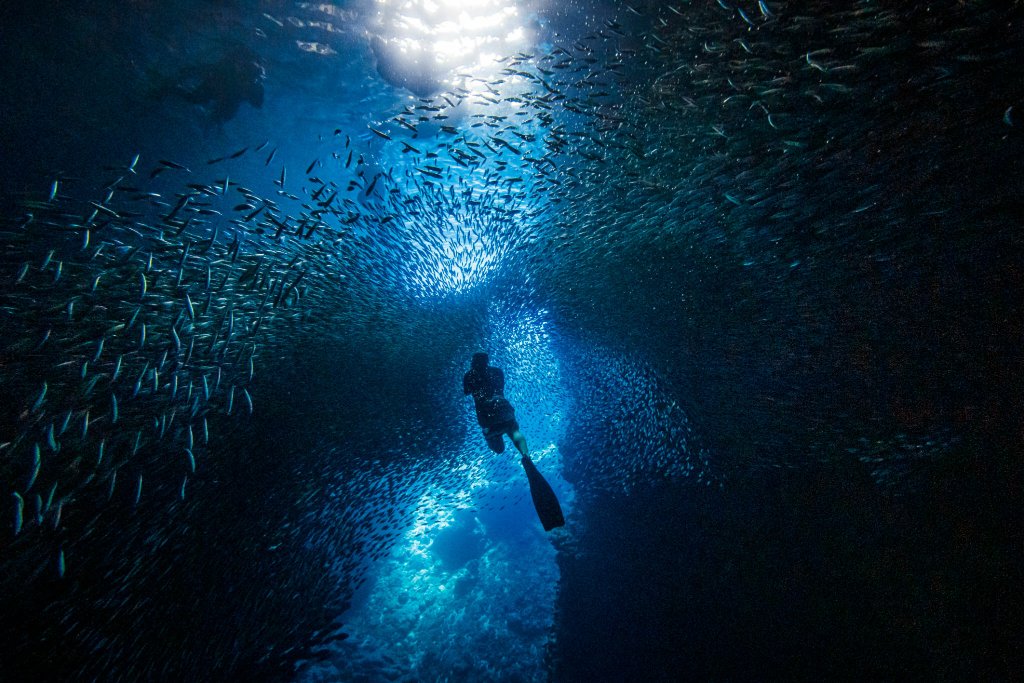 Tour de buceo en Cabo Pulmo. Saliendo desde Cabo San Lucas.