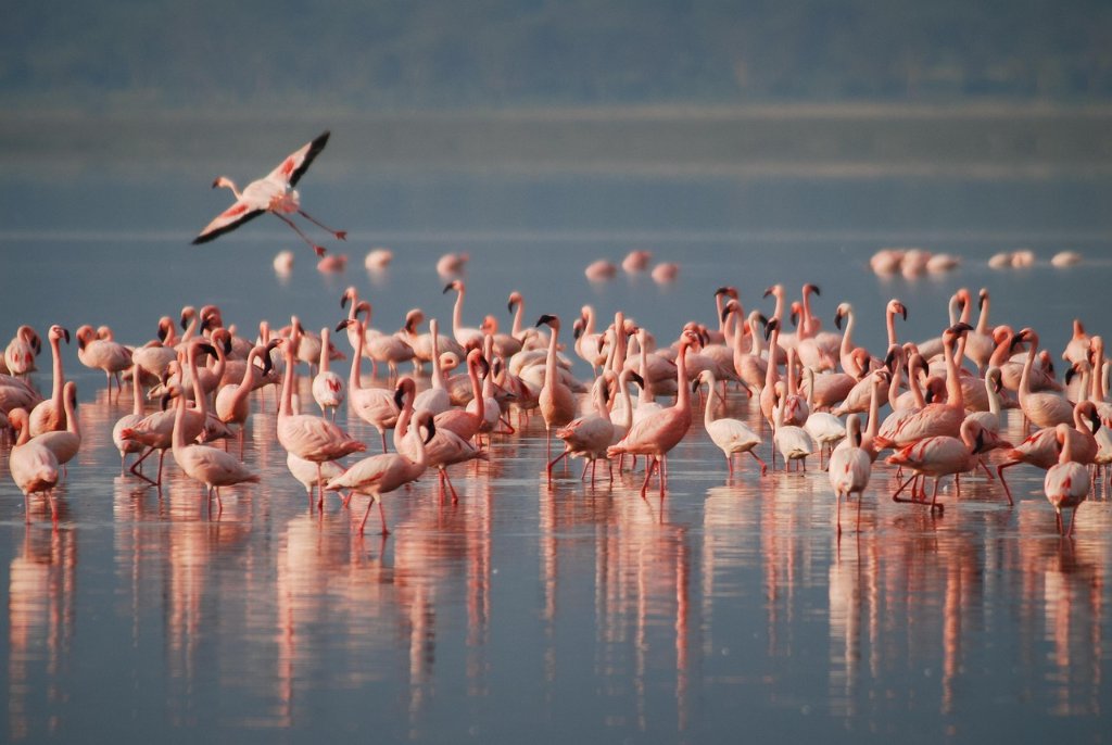 Tour compartido a Celestún + paseo en lancha + avistamiento de Flamingos Premium saliendo de la ciudad de Mérida Yucatán.