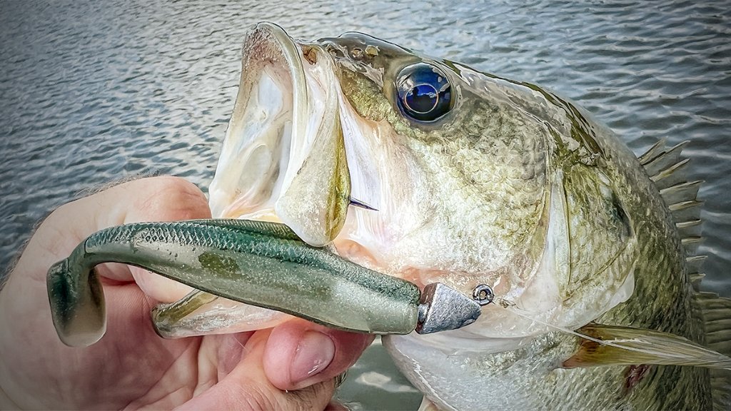 Swimbaits