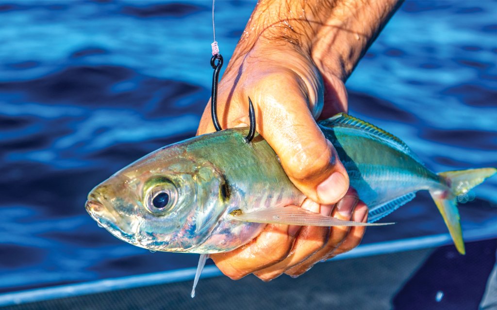 Live Bait