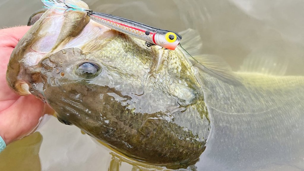Artificial Lures