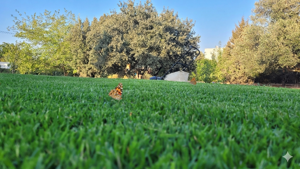 מדשאה ירוקה עם פרפר