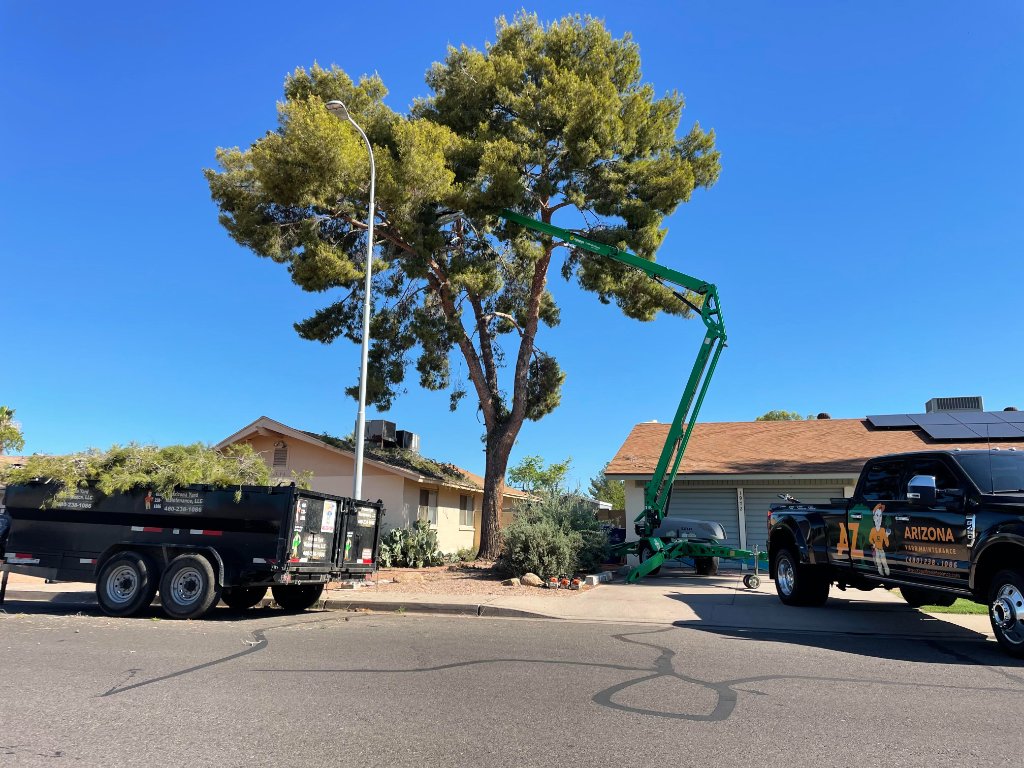 Contact Us - Arizona Yard Maintenance professional tree and landscape services