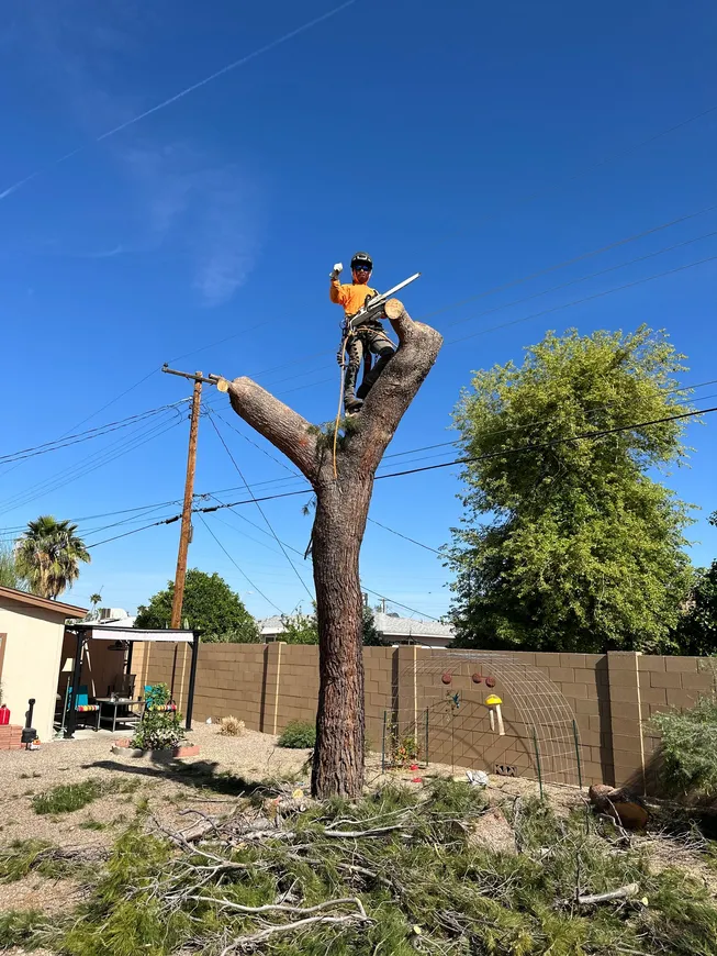 Professional tree trimming and landscaping services in Arizona by licensed arborists
