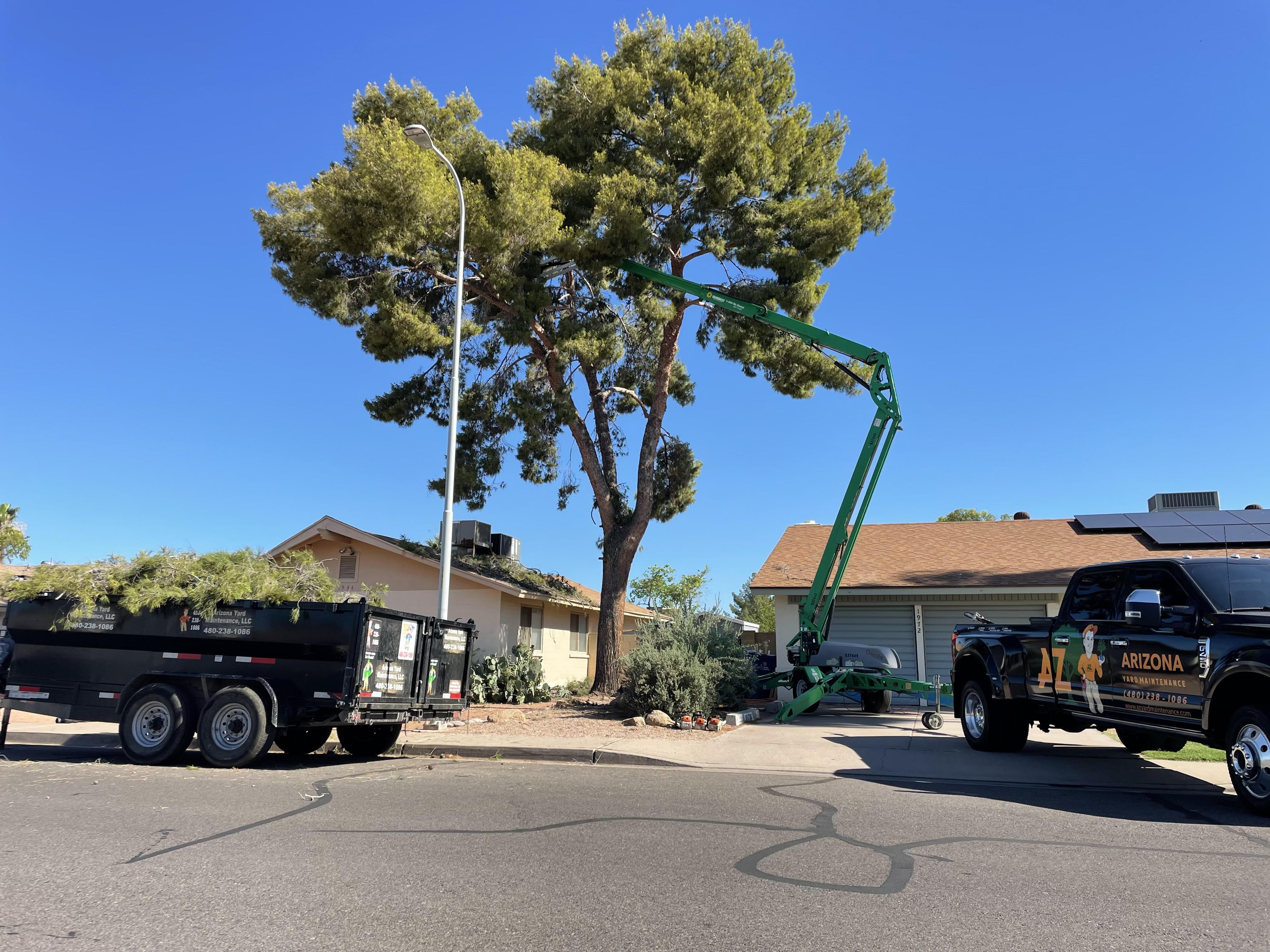 Professional landscape maintenance and tree care services by Arizona Yard Maintenance in Apache Junction