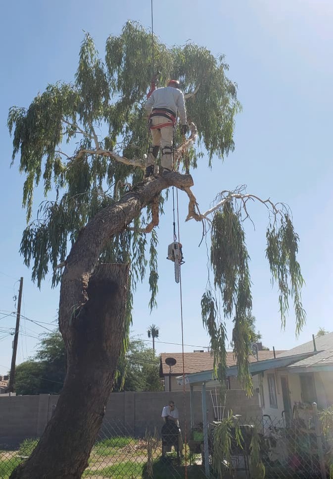 Tree Removal - Professional tree and landscape services in Apache Junction, Arizona