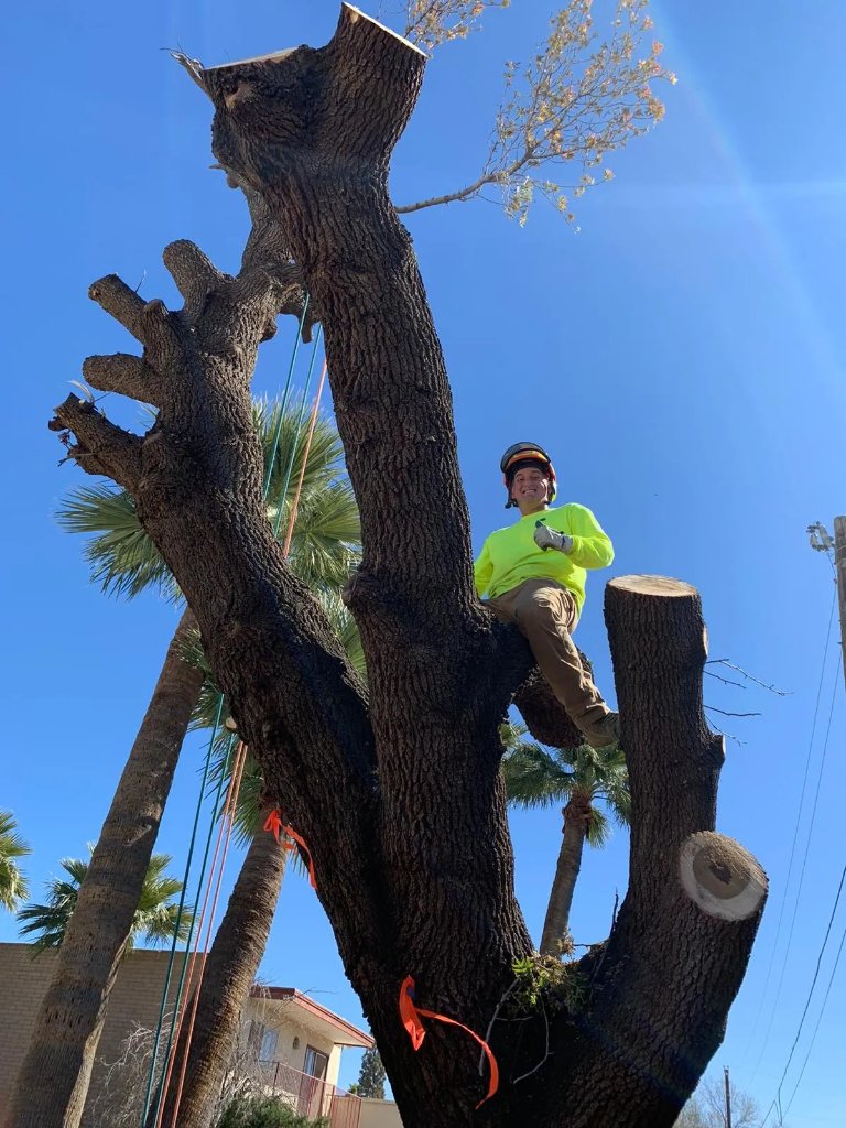 Professional tree removal and trimming services by Arizona Yard Maintenance licensed arborists