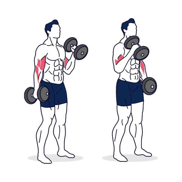 Hammer Curl