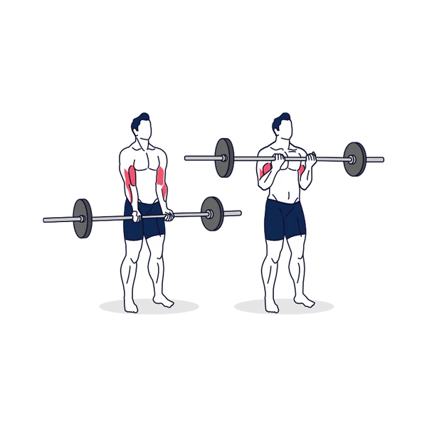 Barbell Curl