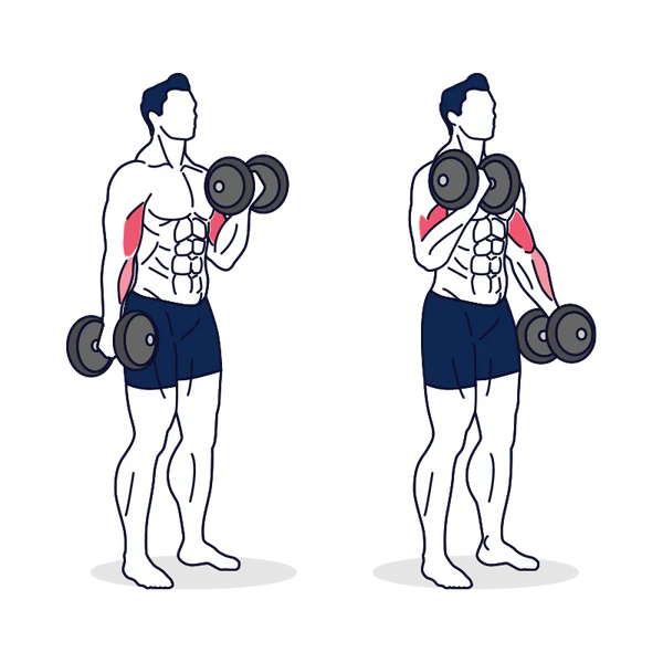 Alternating Dumbbell Curl