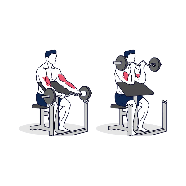 EZ Barbell Preacher Curl