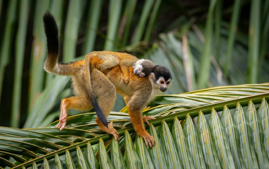 Squirrel monkey with baby in Costa Rica jungle
