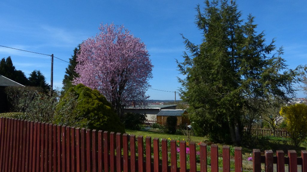 Garten mit Forsythien und Wohngebäude