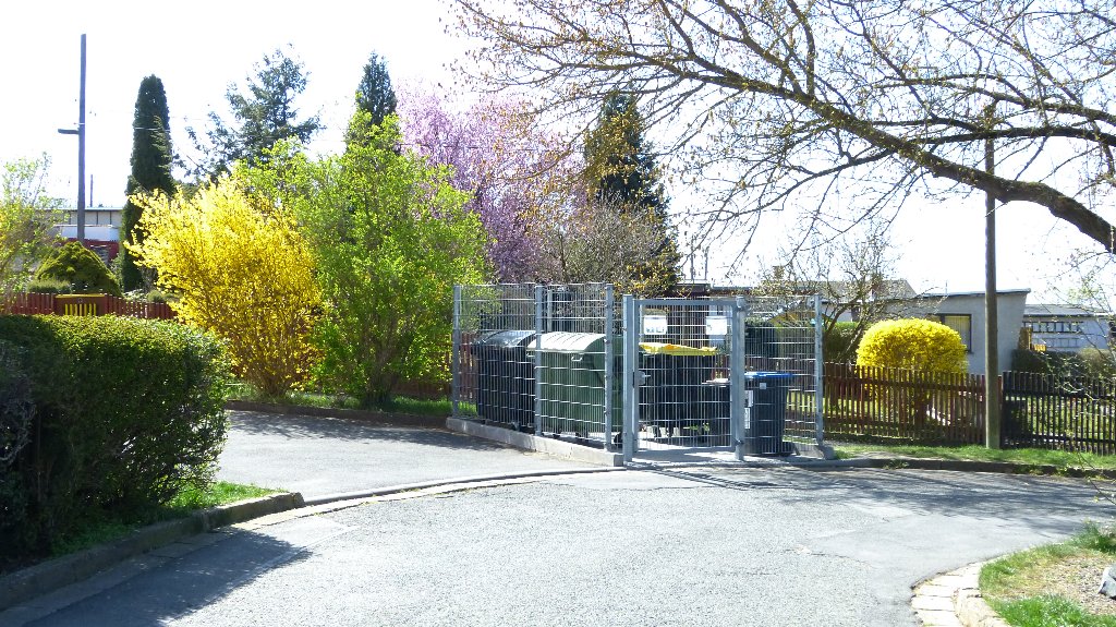 Blühende Forsythien am Wohngebäude