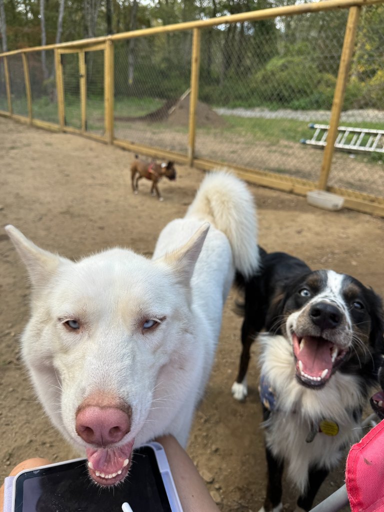 Best Friends Forever