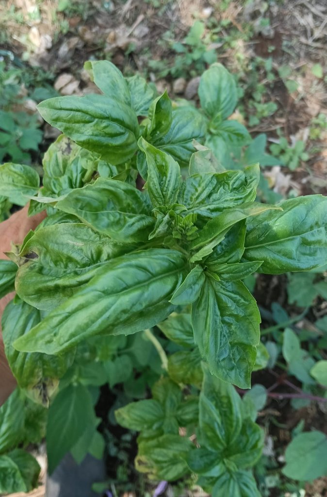 Huerto 8