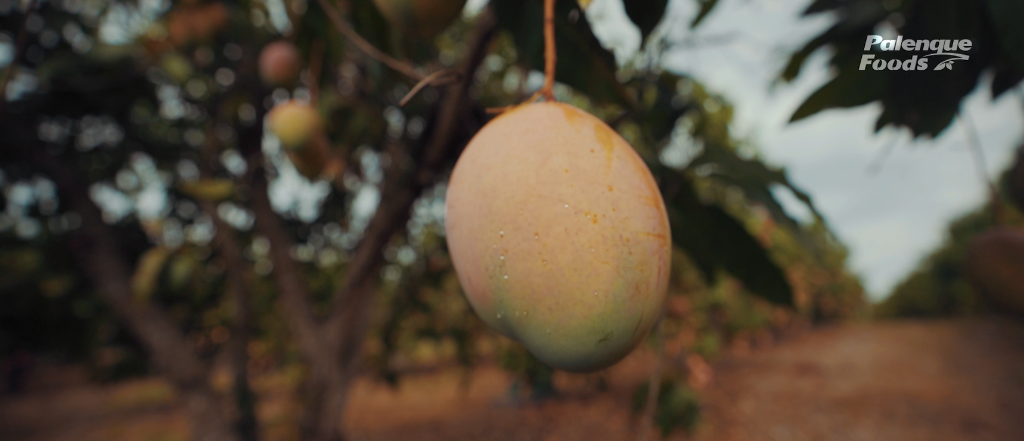 Fresh mangoes being harvested