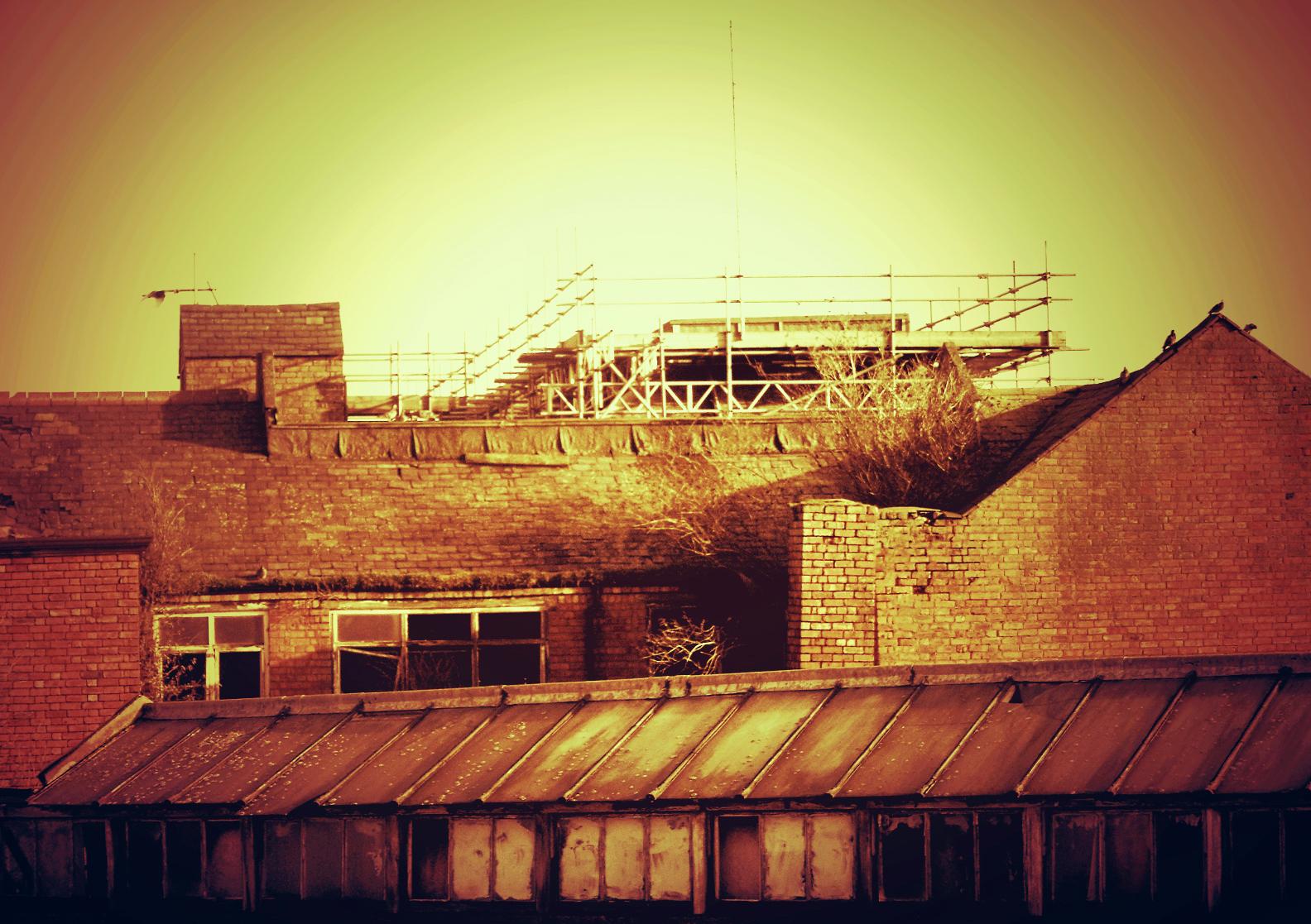 Then There Were Birds