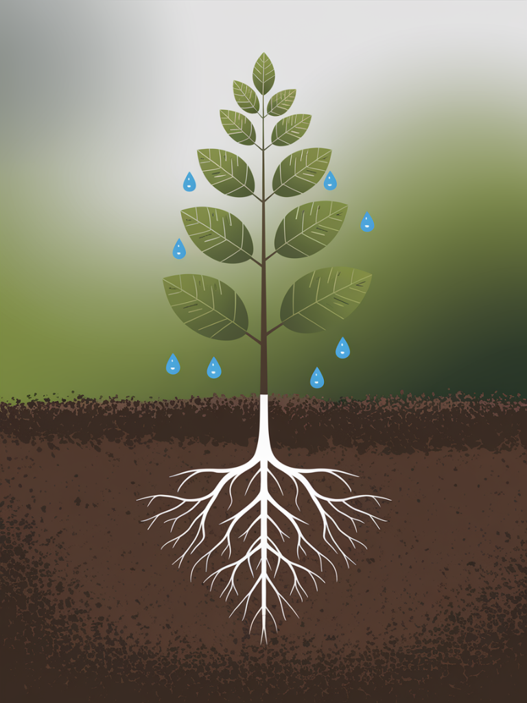 Shore Group History - Growth Tree