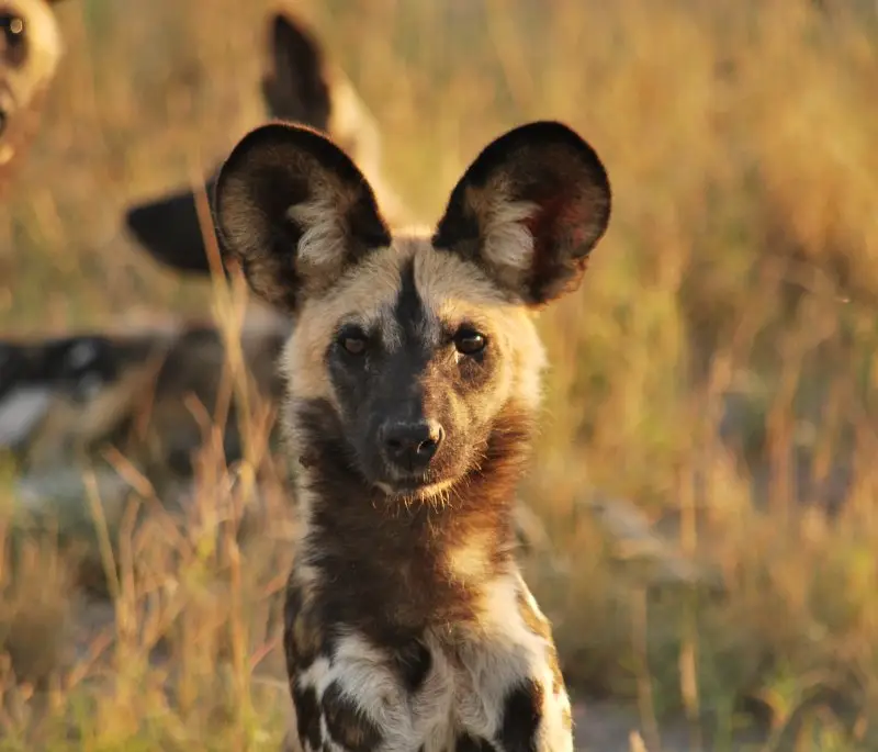 Okavango Expedition