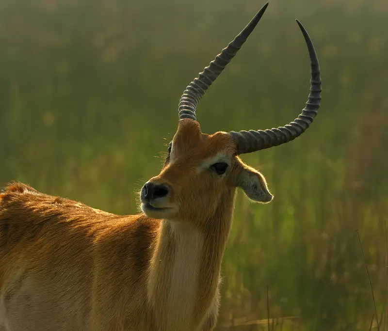 Moremi & Chobe Expedition