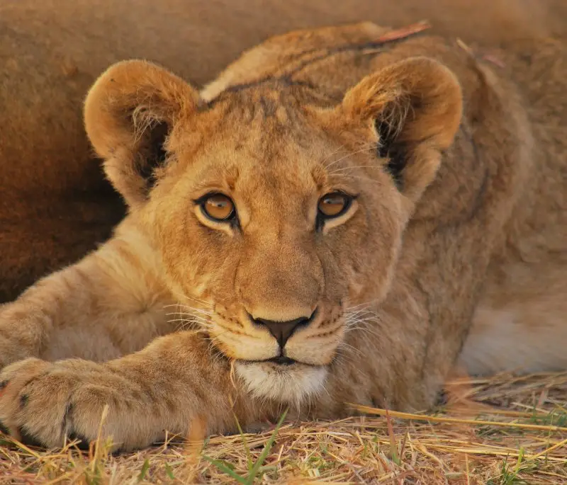 Luxury Moremi & Chobe Expedition