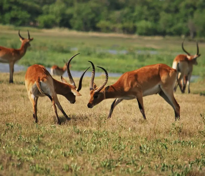 Moremi Expedition