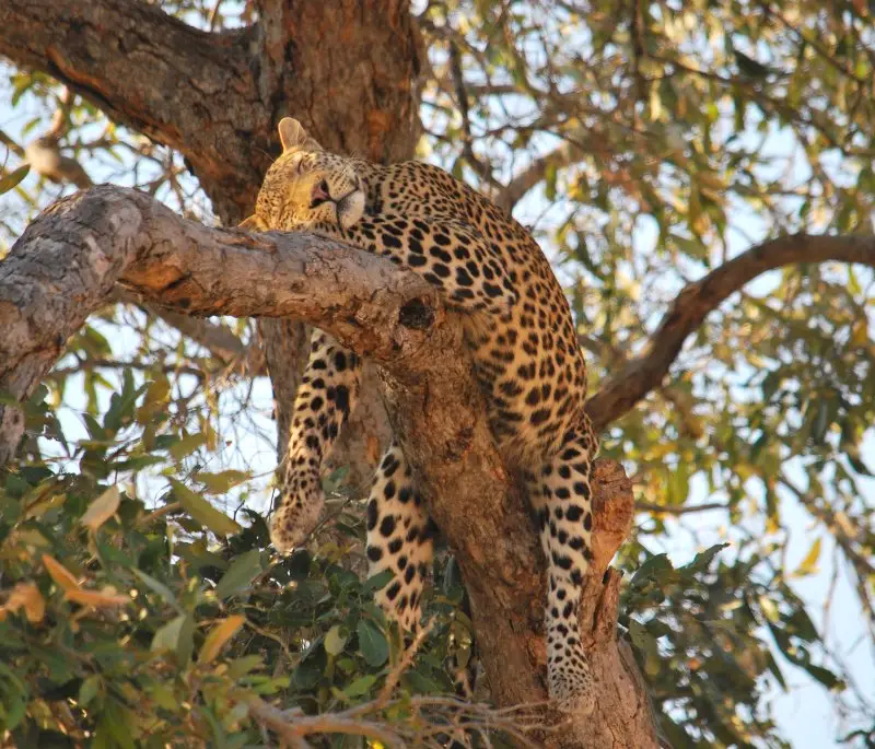 Luxury Okavango Expedition