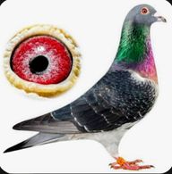 Racing Pigeon Loft Tracker logo
